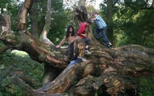 arrampicarsi - alberi - bambini